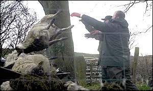 sheep being loaded onto a catapult ready for launch...